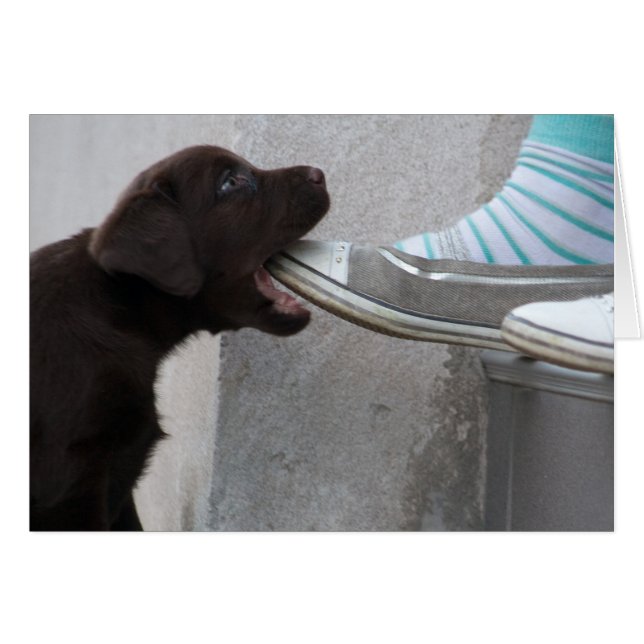 Mange Ma Chaussure ! Labrador Puppy (Devant horizontal)