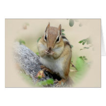 Manger Chipmunk