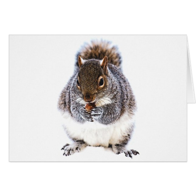 Manger l'écureuil (Devant horizontal)