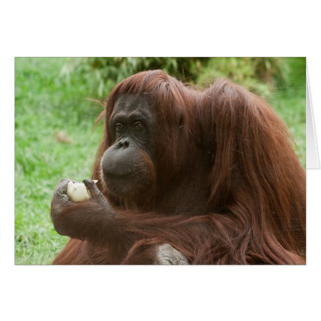 Manger Orangutan (Devant horizontal)