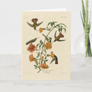Mango Hummingbird from Audubon's Birds of America Card