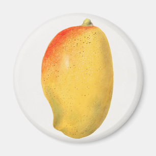 Mango Magnet