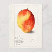 Mango (Mangifera Indica) Fruit Watercolor Painting