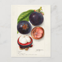 Mangosteens (Garcinia Mangostana) Fruit Painting