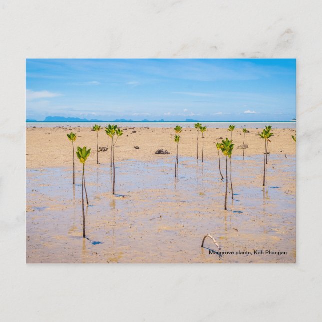 Mangrove forest postcard (Front)