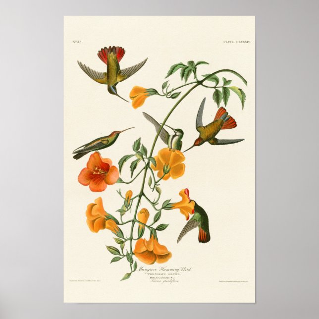 Mangrove Humming Bird Audubon Birds of America Poster (Front)