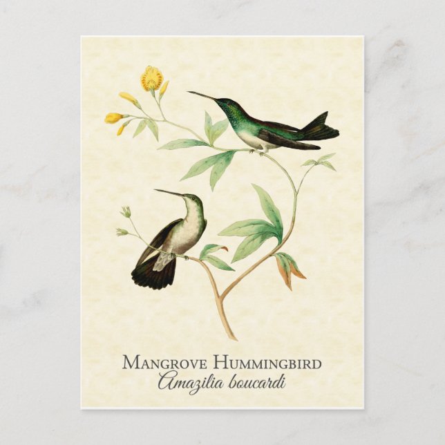 Mangrove Hummingbird Vintage Art Postcard (Front)