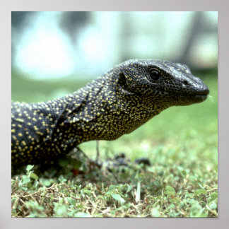 Mangrove Monitor Poster