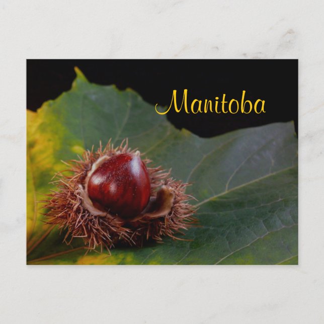 Manitoba, Autumn Leaf With Nut Postcard (Front)