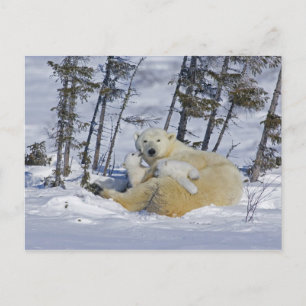 Manitoba, Wapusk National Park Polar Bear Postcard