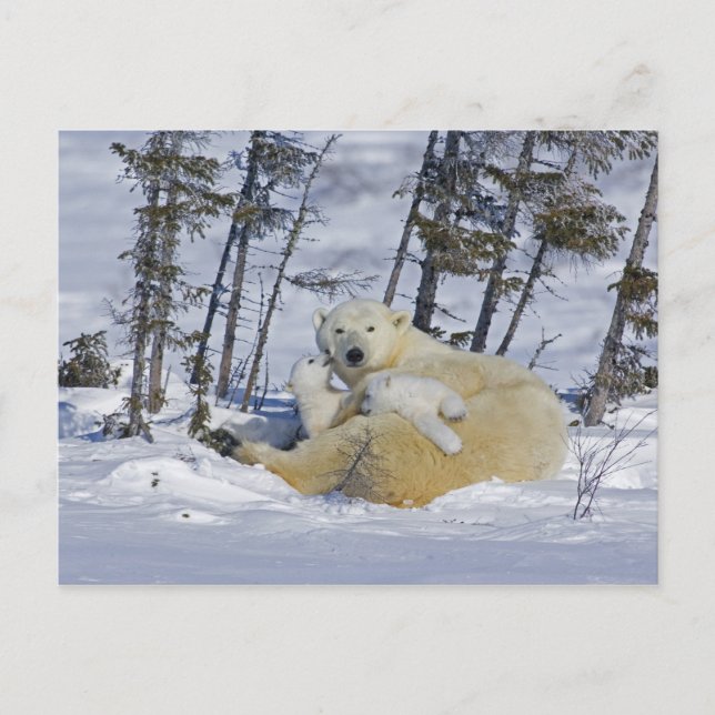 Manitoba, Wapusk National Park | Polar Bear Postcard (Front)
