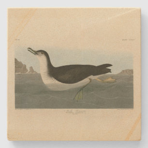 Manks (Manx) Shearwater Audubon's Birds of America Stone Coaster