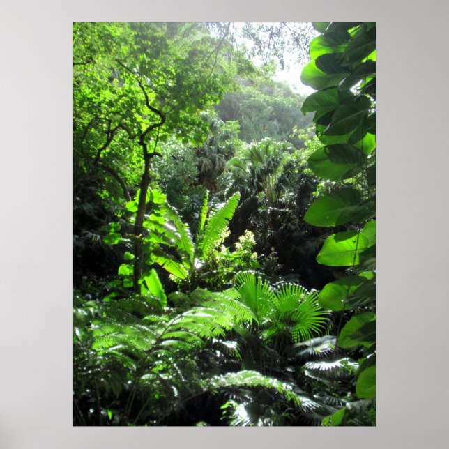 Mānoa stream bed poster (Front)