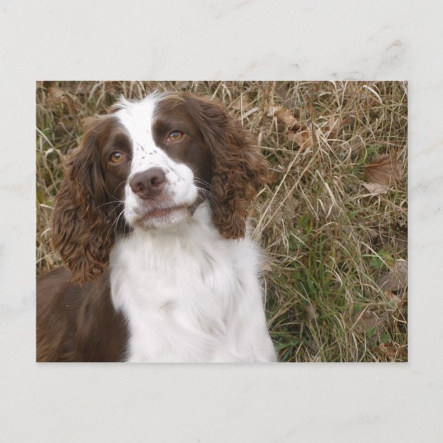 Man's Best Friend - English Springer Spaniel Postcard (Front)