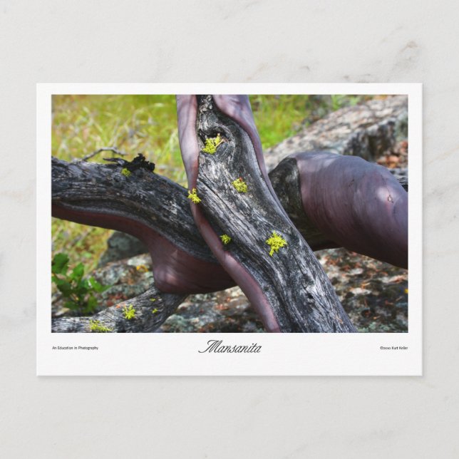 Mansanita Prints Postcard (Front)