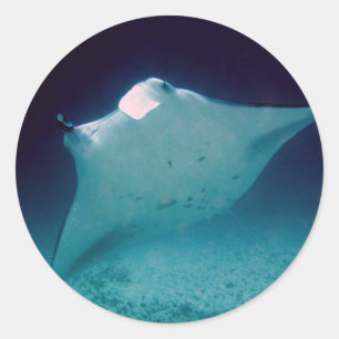Manta Classic Round Sticker