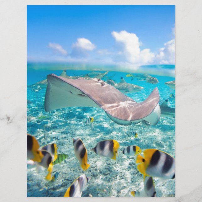 Manta Ray (Front)