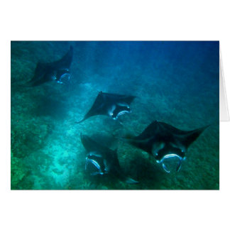Manta ray card