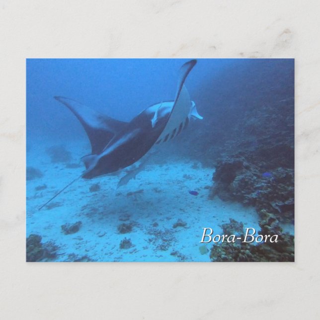 Manta Ray Encounter Diving in Bora Bora Postcard (Front)