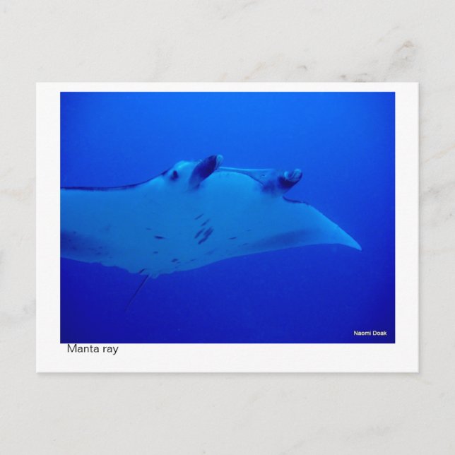 manta ray postcard - 03 (Front)