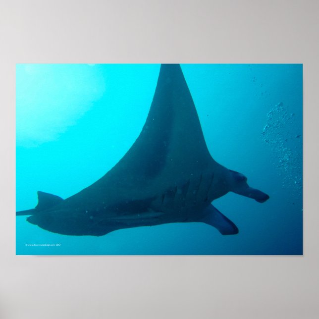 Manta Ray Poster (Front)