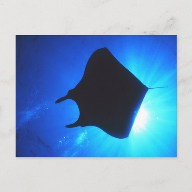 Manta Ray Silhouette Postcard (Front)