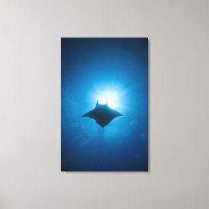 Manta swimming underwater canvas print