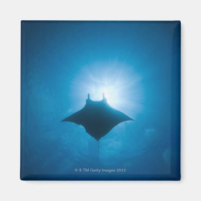 Manta swimming underwater magnet (Front)
