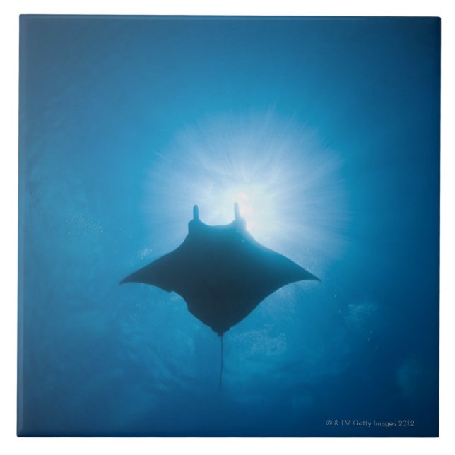 Manta swimming underwater tile (Front)