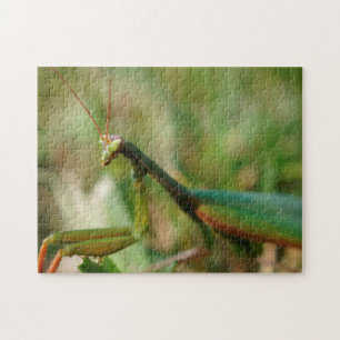 Mante de prière, puzzle de la photo 11x14 avec la
