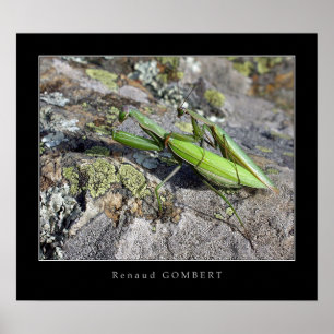 Mante Religieuse Poster