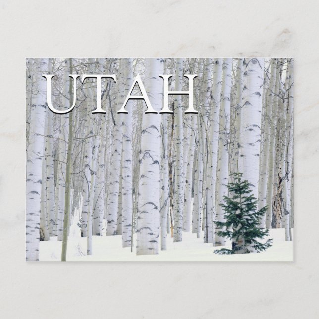 Manti-LaSal National Forest, Utah | Thank You Postcard (Front)
