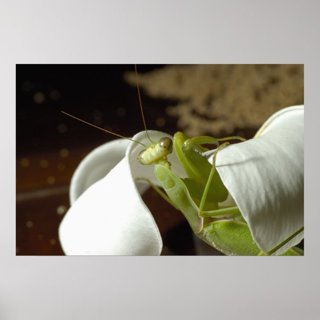 Mantid Poster (Front)