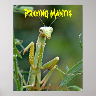 Mantis 475 Poster