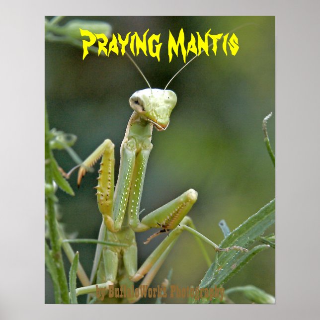 Mantis 475 Poster (Front)