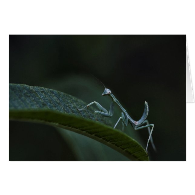 Mantis de prière pour bébé (Devant horizontal)