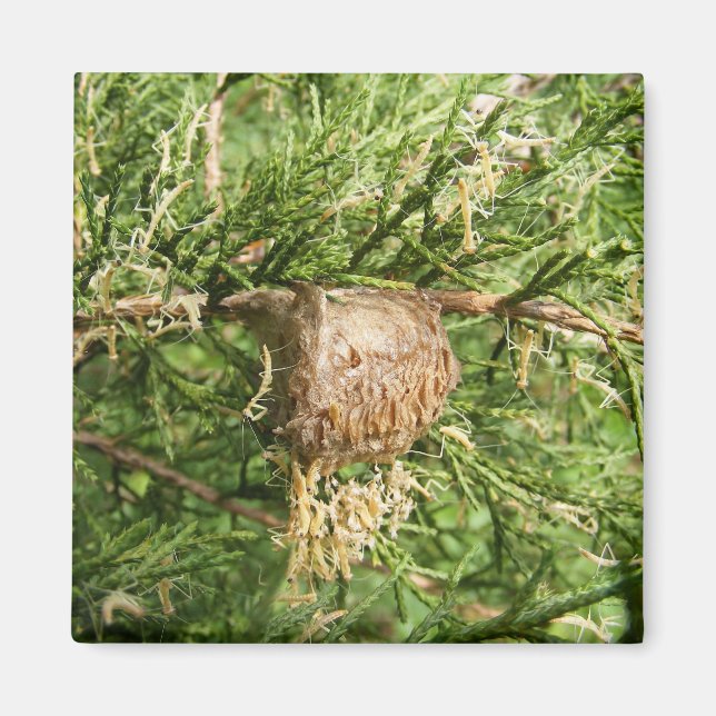 Mantis émergent ~ aimant (Devant)