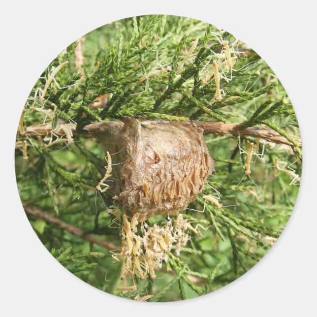 Mantis émergent ~ autocollant (Devant)