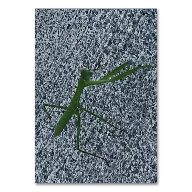 Mantis en prière marchant sur le trottoir, cartes  (Par défaut)