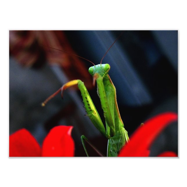 mantis photo print (Front)