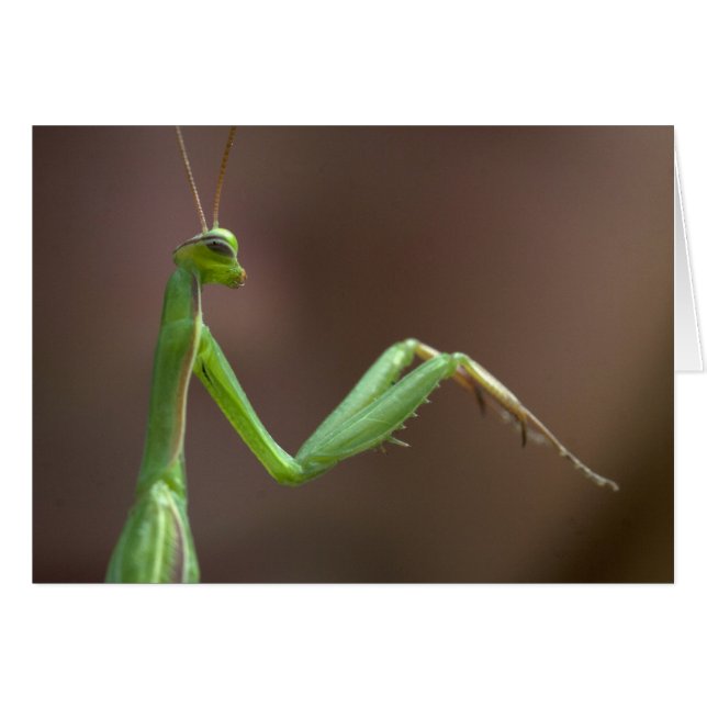 Mantis religiosa (Devant horizontal)