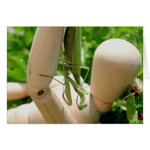 Mantis religiosa