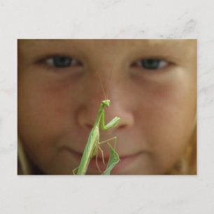 Mantis religiosa postcard