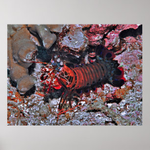 Mantis Shrimp Eyes on Me Poster
