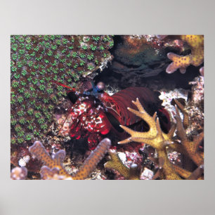 Mantis Shrimp in the Coral Poster