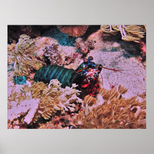 Mantis Shrimp in the Coral Poster
