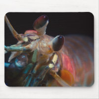 Mantis Shrimp Mouse Pad