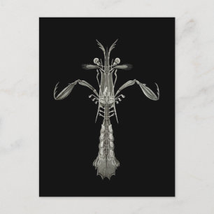 Mantis Shrimp Postcard