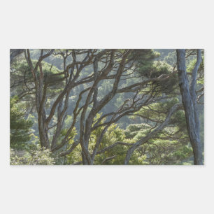 Manuka Tree Forest New Zealand Sticker