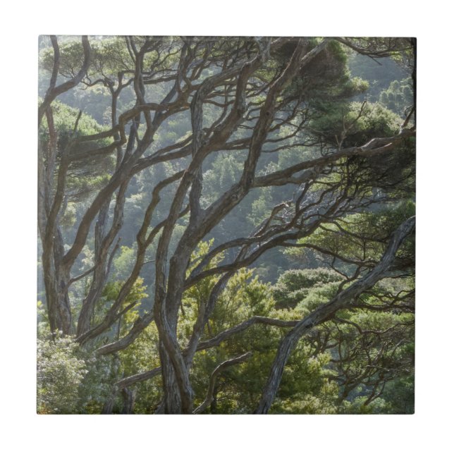 Manuka Tree Forest New Zealand Tile (Front)